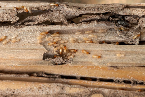 Best Affordable Pest Control Services  in Bryant, WA